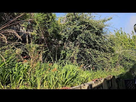 The Owner Almost Gave Up on This Garden | We Had No Idea Where to Start!