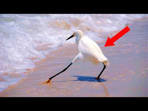 The FUNNIEST Animals Around the World! 😂 NEW Funny Animal Videos 2026