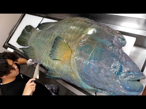 Breaking Down a Monstrous 60kg Napoleon Fish!
