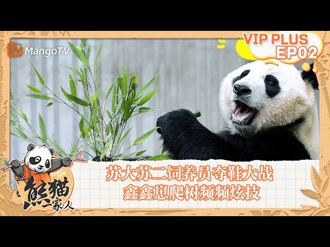 FULL｜苏大苏二饲养员夺鞋大战 鑫鑫崽爬树频频炫技｜《熊猫一家人Panda‘s Family》｜EXTRA 02｜MangoTV