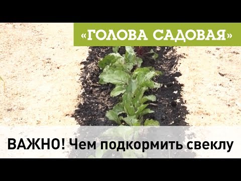 Голова садовая - ВАЖНО! Чем подкормить свеклу