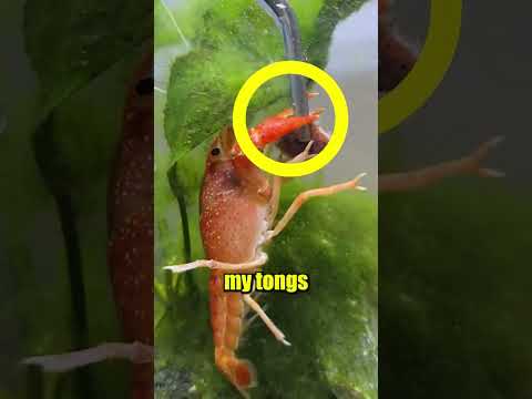 Will my Crawfish Eat this?