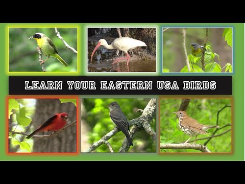 Identify 84 Eastern USA Birds. Beginner Level! Intermediate level bird id video below!