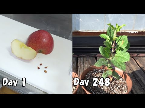 How to grow apples from store-bought apples