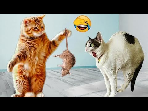 Funniest Cats and Dogs Clips 2025😼🐶You Laugh You Lose😜