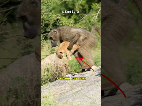 Why Do Baboons Kidnap Lion Cubs?