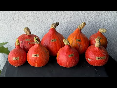 Farm vlog 7: Pumpkin harvest in August