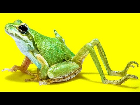 Creepiest Things Found In Nature