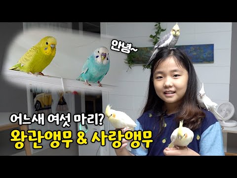 왕관 앵무새, 사랑 앵무새 키우는 초등학생 집사님 :)