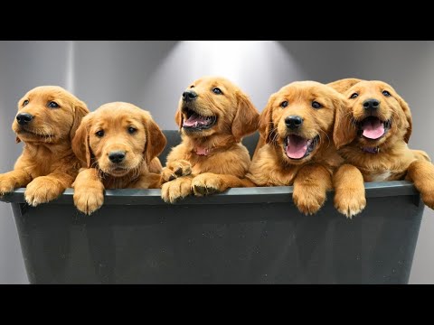 Bathing 9 Golden Retriever Puppies for the First Time: PURE CHAOS 🐶🥹