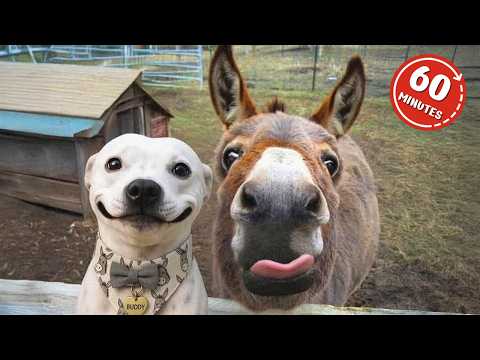 1 Hour Of Funniest Animals in the World Ever 🤣 Funny ANIMALS Video 2025