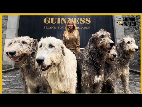 THE LAST 'WOLF KILLER' OF IRELAND - THE IRISH WOLFHOUND