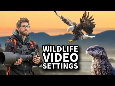 Wildlife Video Settings for Nikon Z9 & Z8 – Step by Step How I Film for YouTube