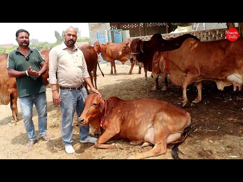 इतना बड़ा साहीवाल गाय का फार्म अपने अभी तक नहीं देखा होगा,सभी रिकॉर्ड्स वाली गाय और बछिया,बछड़े 