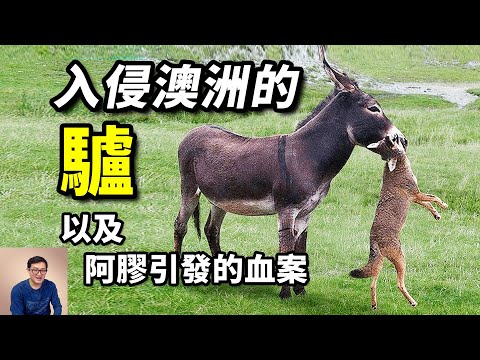 五百萬頭驢入侵澳洲,下場卻各不相同!用驢皮做阿膠,問題出在哪?【老肉雜談】#動物 #寵物 #驢 #donkey