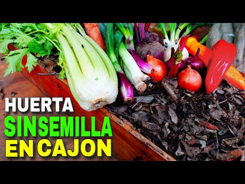 🥕Huerta SIN semillas con LOMBRICES en Cajón