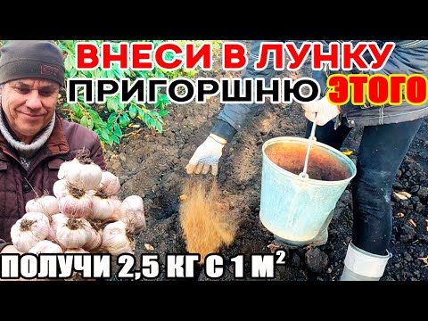 Раскрываю СЕКРЕТ получения РЕКОРДНЫХ урожаев КРУПНОГО ЧЕСНОКА с КУЛАК! Внеси при посадке ЭТО!
