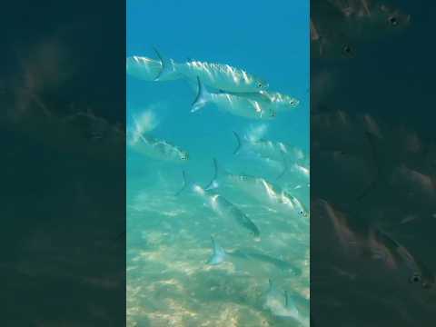 Snorkeling in Barbados #travel #explore #caribbean #barbados #snorkeling #fish