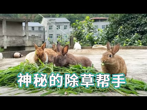 菜地杂草疯长难收拾，没时间管怎么办？“除草机” 来帮忙，这神秘帮手你知道是谁吗？【天下一场梦】