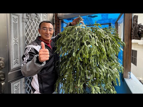 I'll show you how to prune a crab cactus the size of an adult.