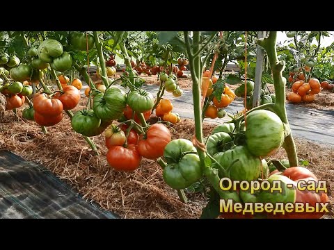 Так всё-таки как формировать томаты гномы и немного про подкормки