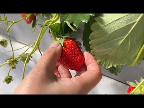 '딸기' 집에서 해마다, 빨리 키워서 실컷 먹는 방법