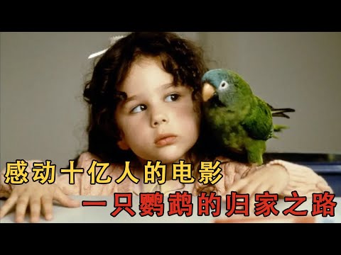 小鸚鵡歴時20多年，跨越4000多公裏，只為找到曾經的主人#movie#电影解说#電影#愛情