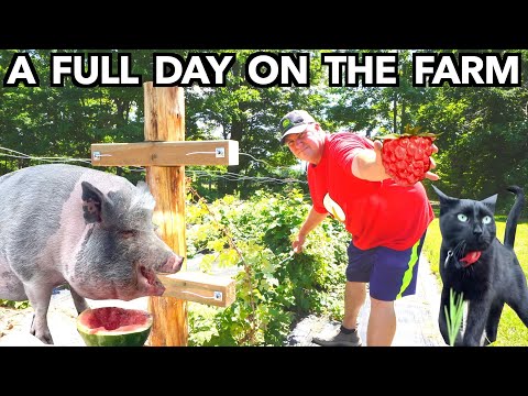 Small Farm Adventures: Building a Raspberry Trellis