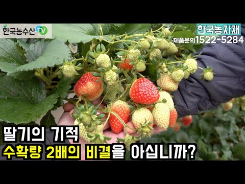 [Korea Agricultural and Fisheries TV] The strawberry miracle: Do you know the secret to doubling ...