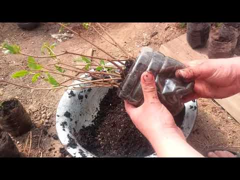 Подготовка грунта . Рассадка черенков граната .