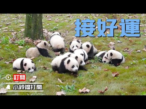 《熊貓早晚安》一大波“好運”正在向你走來 | iPanda熊貓頻道