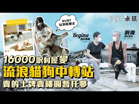 #米紙｜流浪貓狗的中轉站 賣的士牌賣樓租16000呎元朗村屋暫托30隻貓狗 照顧斷手斷腳重病年老貓狗 只望助找領養人家｜#筆記紙 #暫托家庭