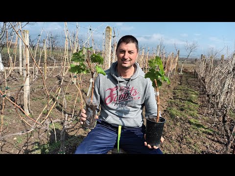 how to grow seedless grape plants at home? (When planting vine cuttings in a containers)