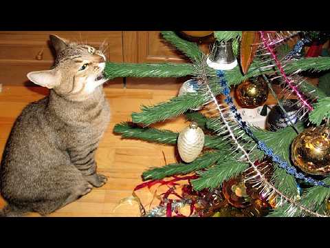 CATS and DOGS: New Year's Madness