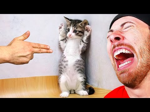 World's Funniest Cat Compilation!