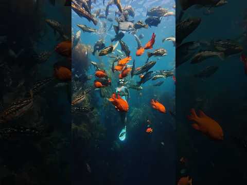 the best snorkeling in California π #freediving #underwater #snorkel
