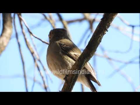 Red-Breasted Flycatcher resting under the blue sky in Jabbarkhet