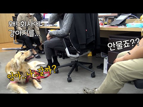 What happens when a retriever goes to work with his mom?