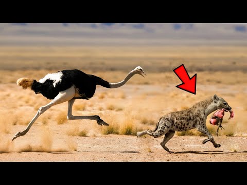 Times Animals Messed With The Wrong Opponent