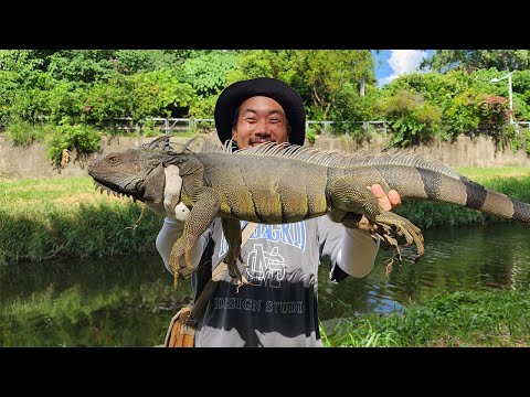 초대형 이구아나 잡으려고 대만으로 떠났습니다..