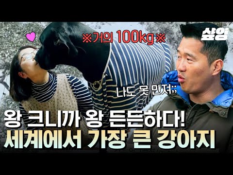 [#고독한훈련사] 상대방을 위협하기 위해 만들어진 견종?! 덩치와 달리 사람을 좋아한다는 순댕이 초.대.형.견 그레이트 데인🐶❤️