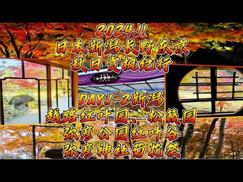 2024.11日本新潟長野東京秋日賞楓紀行DAY.1-2新潟越路紅葉園、松籟園／彌彥公園紅葉谷／彌彥神社菊花祭