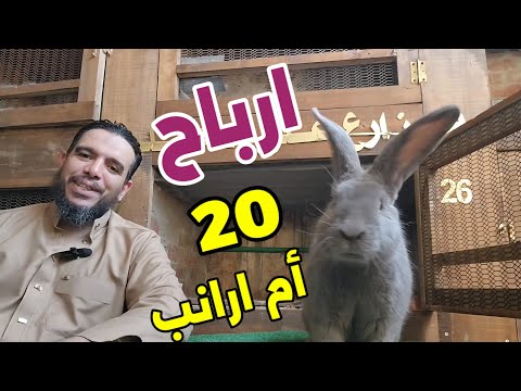 Profits from 20 rabbits compared to the profits from 3 rabbits – incredible profits!