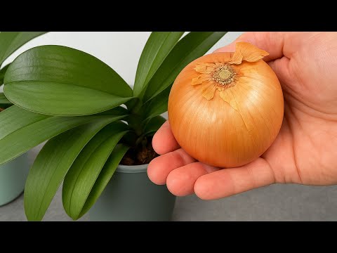 Orchid Hack: Guaranteed to Make Your Orchids Bloom More