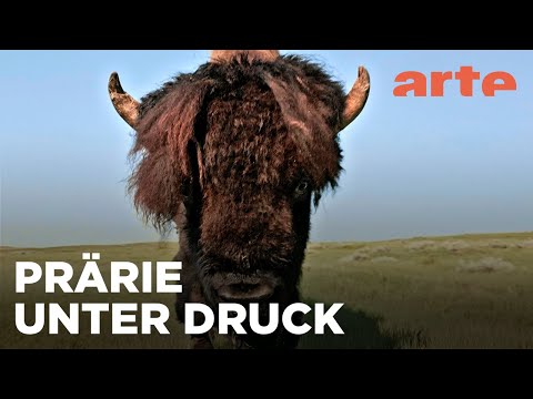Die westlichen Prärien | Naturerbe Kanada | ARTE Family