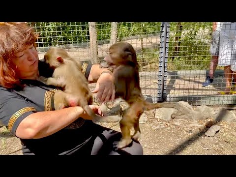 It's all VERY HARD! Manya provokes Styopa, he bit his mother's hands, a hard male hamadryas is gr...