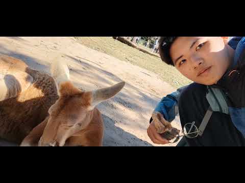 澳洲雙城之旅｜Day 9-3：龍柏動物園