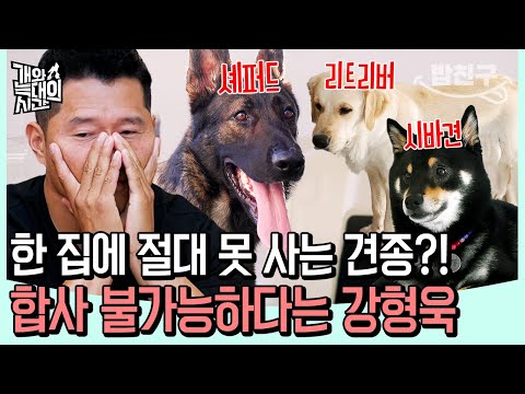 [#밥친구] 가정집에서 대형견 세 마리?… 상극 견종 조합에 ‘합사 불가’ 선언한 강형욱 | 개와 늑대의 시간 6회