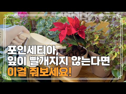 크리스마스꽃 포인세티아! 빨간잎 볼 수 있는 완전 쉬운 방법! | 포인세티아 오랫동안 키우는 방법 | 물주기, 식물영양제 추천, 포인세티아 분갈이, 삽목
