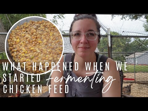 Fermenting Chicken Feed for Beginners
